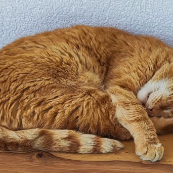 Möhrchen / „Mörli“ 260205-223335